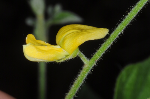 Image of Rhynchosia edulis by (c) aacocucci, some rights reserved (CC BY)