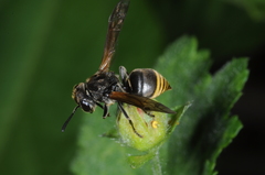 Brachygastra