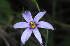 Sisyrinchium chilense