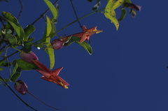 Dolichandra cynanchoides