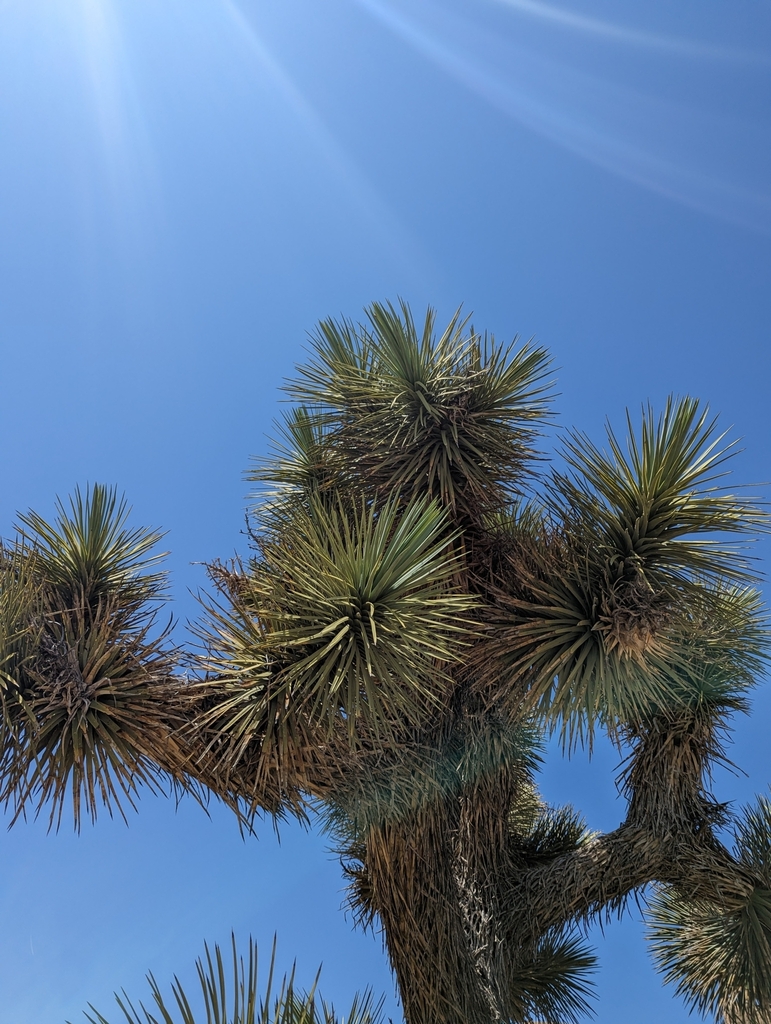 Western Joshua Tree from Quartz Hill, CA 93536, USA on May 20, 2023 at ...