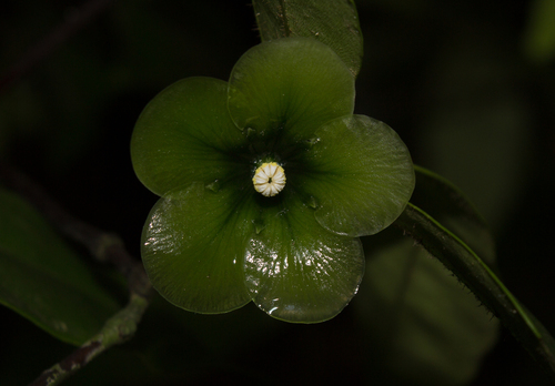 flower of death (Deherainia smaragdina)