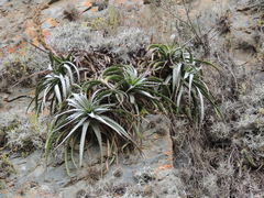 Puya densiflora