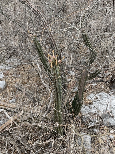 Stenocereus beneckei, photograph 6