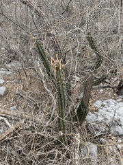 Stenocereus beneckei, photograph (c) Rafael Cano, some rights reserved (CC BY)
