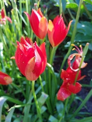 Tulipa sprengeri