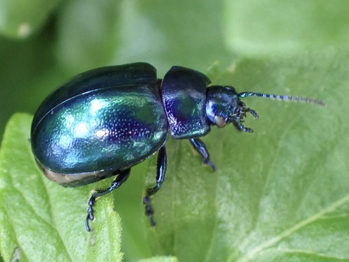 Mint beetle, Graafland, Groot-Ammers, South Holland, NL, photo 7 of 10