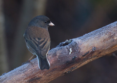Junco hyemalis oreganus