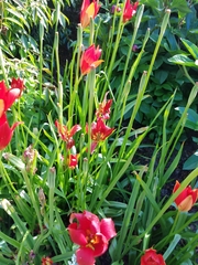 Tulipa sprengeri