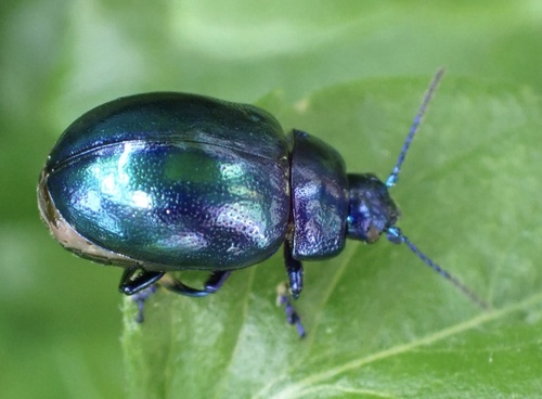 Mint beetle, photo 5 of 10