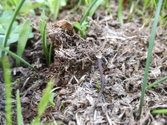 Podosordaria