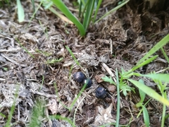 Podosordaria