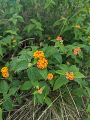 Lantana camara, recorded fruiting
