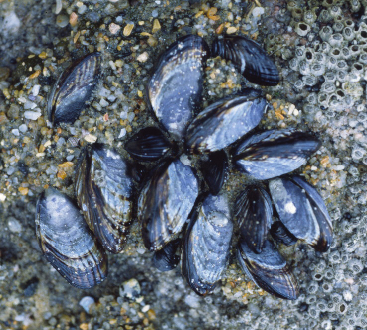 California Mussel (Sessile Organisms Plate Data) · INaturalist