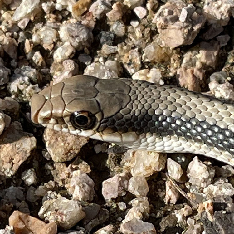 Western Patch-nosed Snake From Pima County, Az, Usa On May 19, 2023 At 