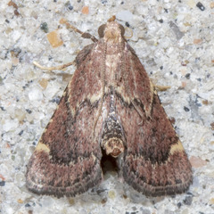 Hypsopygia intermedialis