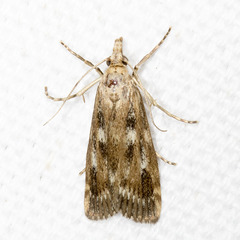 Occidentalia comptulatalis