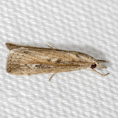 Thopeutis forbesellus