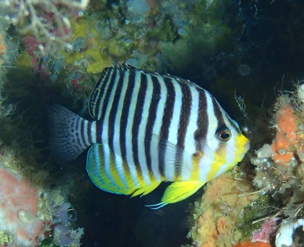 Centropyge multifasciata