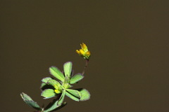 Trifolium micranthum