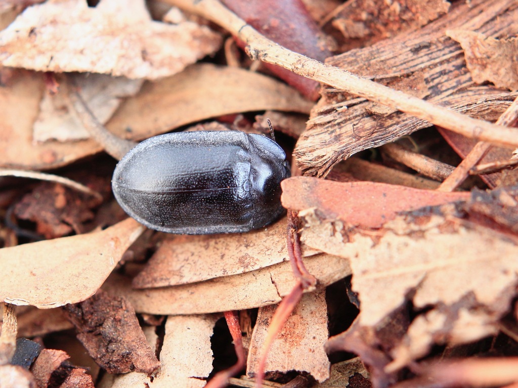 blue piedish beetles in May 2023 by cinclosoma · iNaturalist