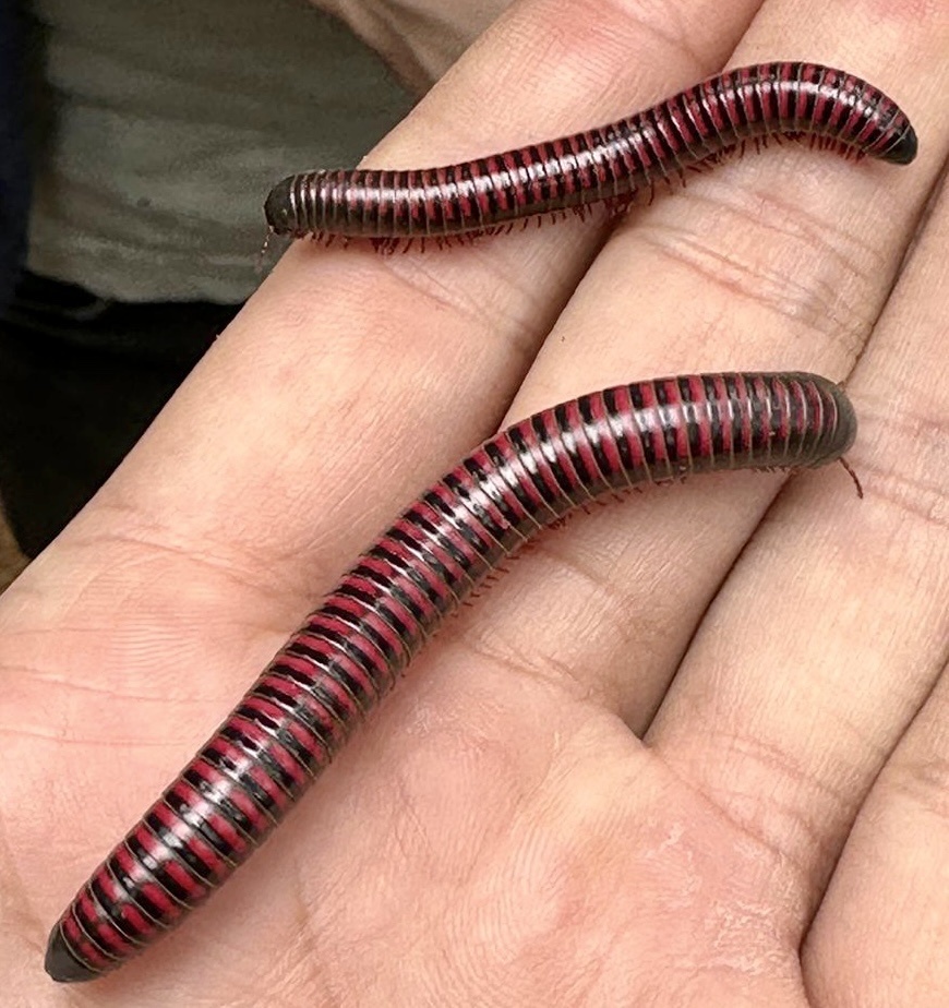 Hiltonius erythrotypus