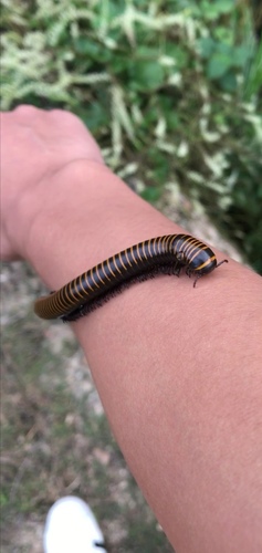 Spirobolus bungii