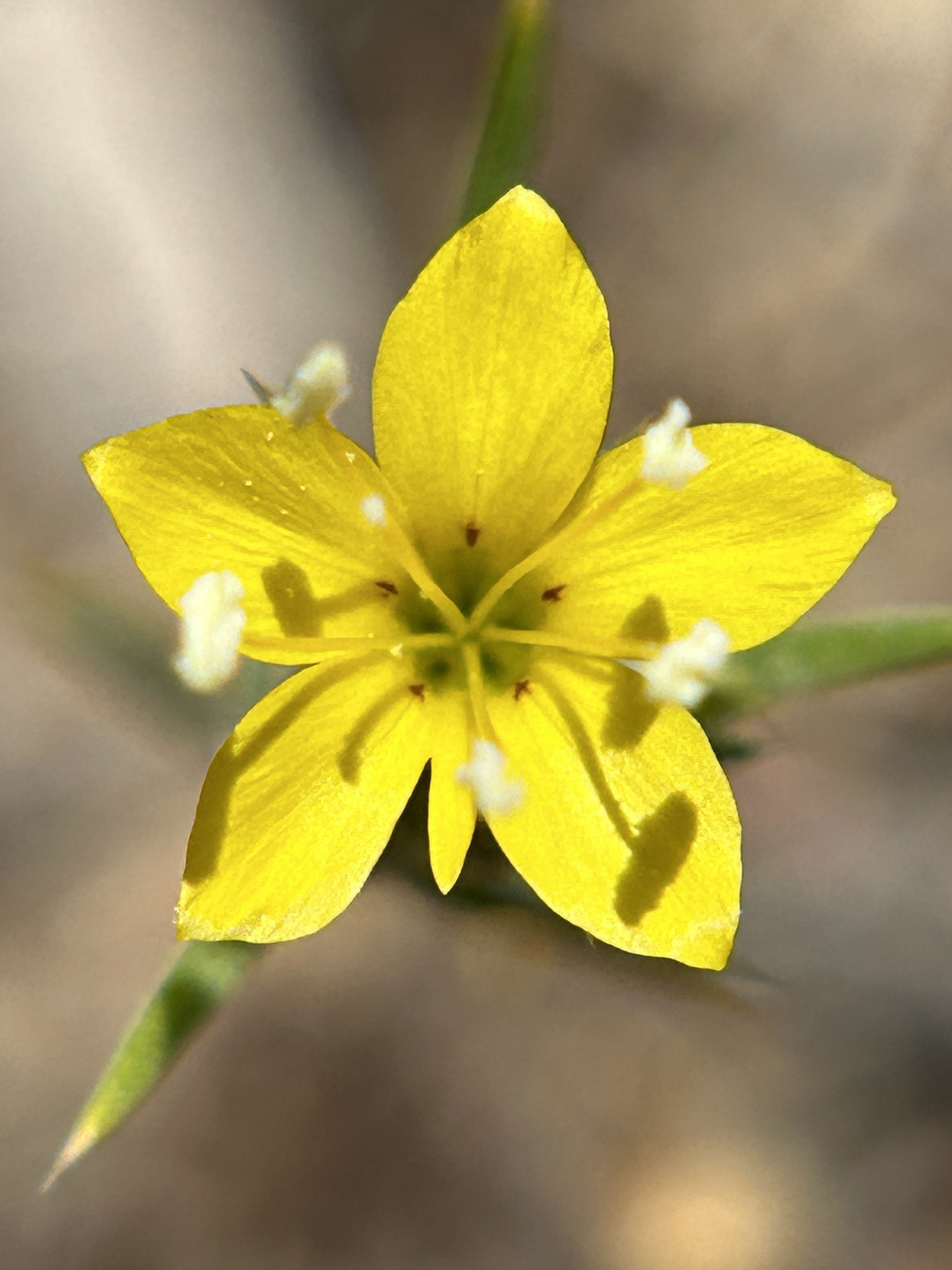 Eriastrum luteum
