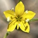 Yellow-flowered Eriastrum - Photo no rights reserved, uploaded by Alex Heyman