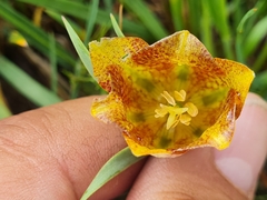 (c) Mohammad Sohrabi, some rights reserved (CC BY) Fritillaria kurdica, photograph (c) Mohammad Sohrabi, some rights reserved (CC BY)