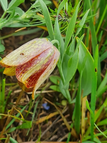 Fritillaria kurdica, photograph 5