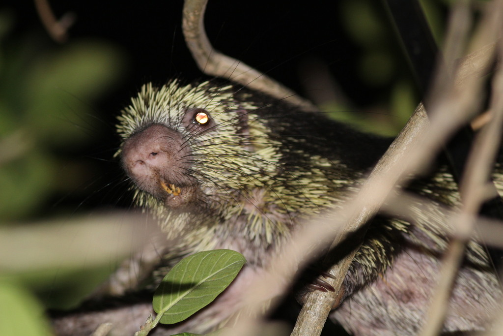 Novo Mundo Porco Espinho Família Erethizontidae Desenho Realista