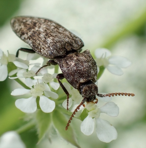 Mottled dingy-brown click beetle, Nationaal Park De Biesbosch, Werkendam, North Brabant, NL, photo 6 of 10