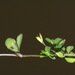 Trifolium micranthum - Photo 由 Pat Enright 所上傳的 (c) Pat Enright，保留部份權利CC BY-NC