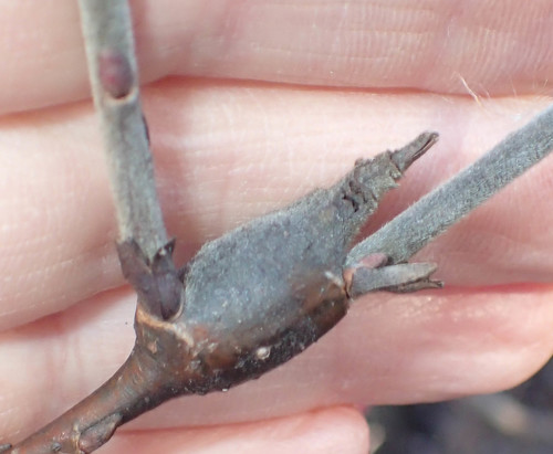 Rabdophaga rigidae