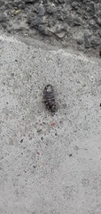 Armadillidium vulgare
