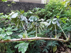 Heptapleurum actinophyllum