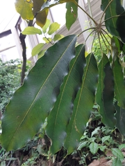 Heptapleurum actinophyllum