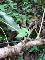 Heptapleurum actinophyllum
