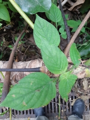 Heptapleurum actinophyllum