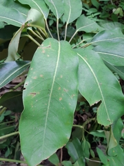Heptapleurum actinophyllum