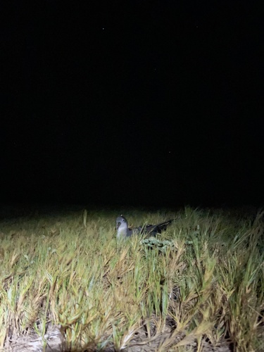 Puffinus pacificus observed 2023-04-14