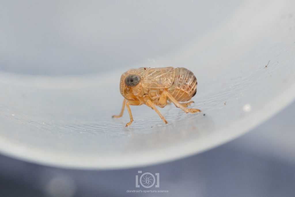 Aphelonema simplex