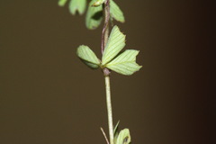 Trifolium micranthum