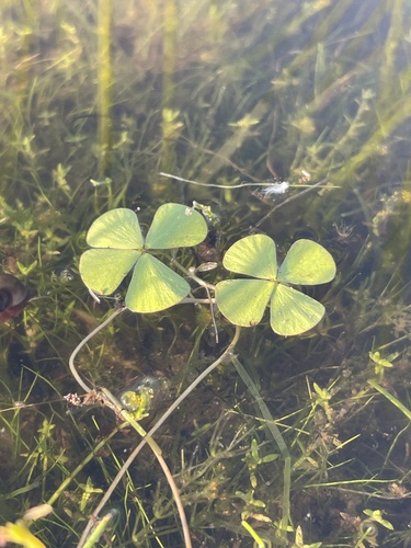 Pacific Waterclover (Marsilea oligospora)