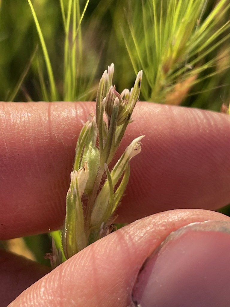 valley tassels from Red Bluff, CA, US on 20 May, 2023 at 0709 PM by Mike Heine · iNaturalist
