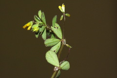 Trifolium micranthum