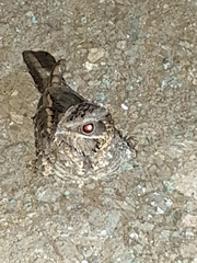 Caprimulgus asiaticus