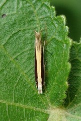 Erechthias stilbella