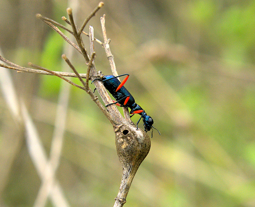 Collyris longicollis